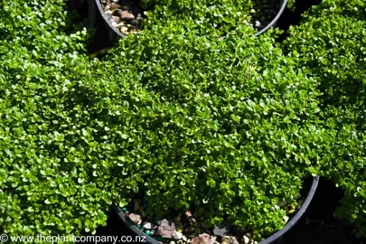 thymus-emerald-carpet-