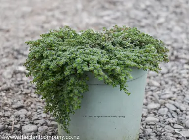 Thymus pseudolanuginosus plant for sale at The Plant Company nursery.