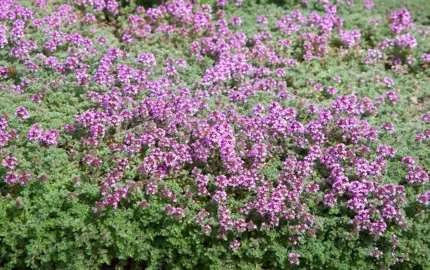 Thymus pseudolanuginosus plant with small green leaves adorned with small pink flowers.