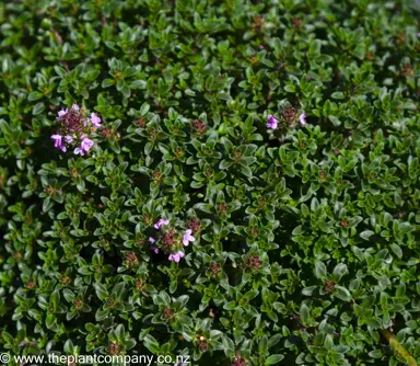 thymus-ruby-carpet--1