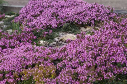 thymus-ruby-carpet--2