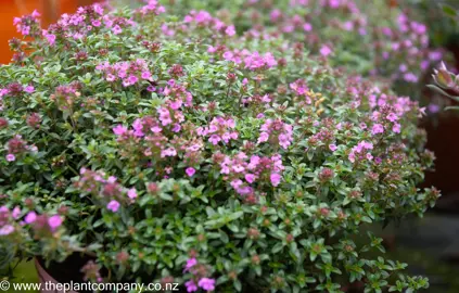 thymus-ruby-carpet--4