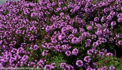 thymus-ruby-carpet--5