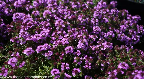 thymus-ruby-carpet--6