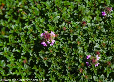 thymus-ruby-carpet-