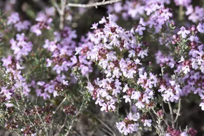 Thymus vulgaris stem with pink flowers amidst small, green leaves.
