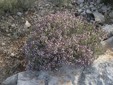 Thymus vulgaris plant with masses of pink flowers in a rock garden.