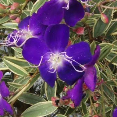 tibouchina-blaze-of-glory-