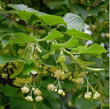 tilia-cordata-