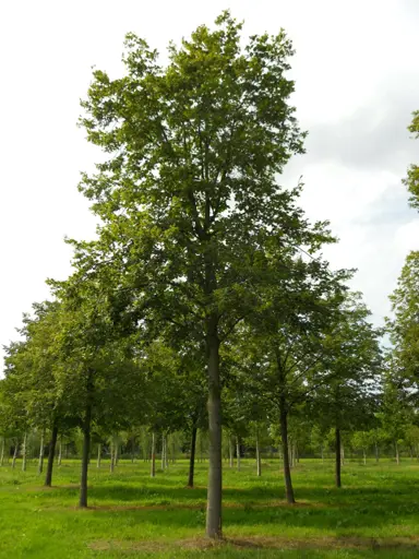 tilia-platyphyllos-