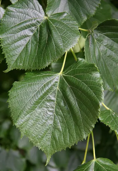 tilia-platyphyllos-2