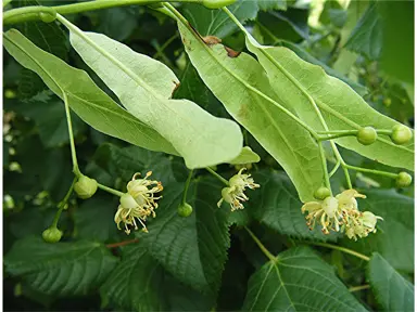 tilia-europaea-