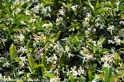 Trachelospermum jasminoides with lush foliage and white flowers.