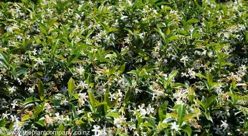 Trachelospermum jasminoides in a pot with lush foliage and white flowers.
