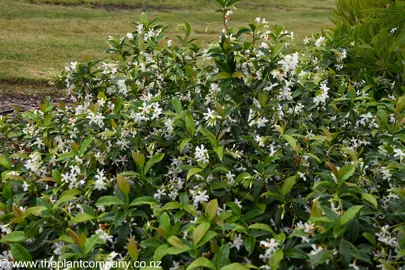 Trachelospermum jasminoides in a garden with lush foliage and white flowers.