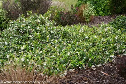 Trachelospermum jasminoides plant showing lush foliage and white flowers.