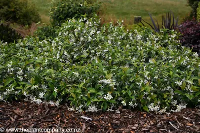 Trachelospermum jasminoides as a ground cover showing lush foliage and white flowers.