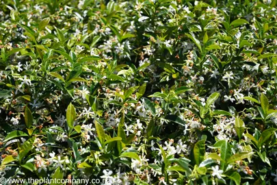 Flowers and foliage on Trachelospermum jasminoides.