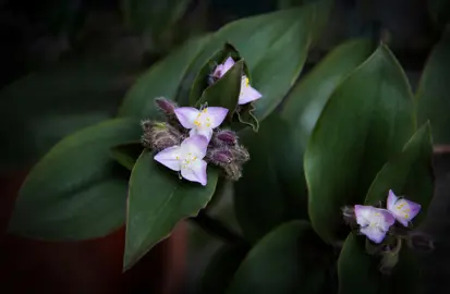 Tradescantia blossfeldiana plant with lush green leaves and pink flowers.