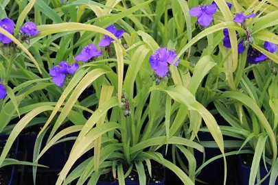 Tradescantia Blue and Gold plant with blue flowers and green-yellow foliage.