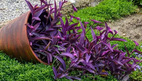 Tradescantia pallida purpurea growing from a pot with trailing purple foliage.
