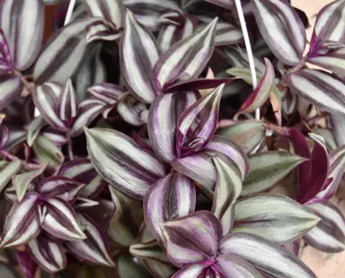 Tradescantia Zebrina with colourful silver and purple foliage.