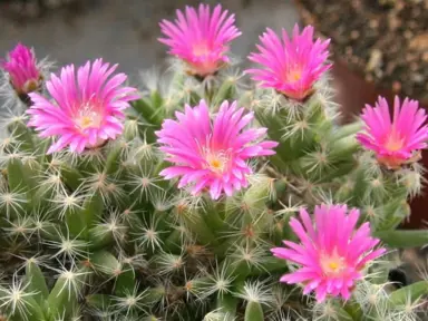 trichodiadema-densum-1
