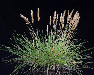 Trisetum antarcticum grass plant with cream-coloured flowers.