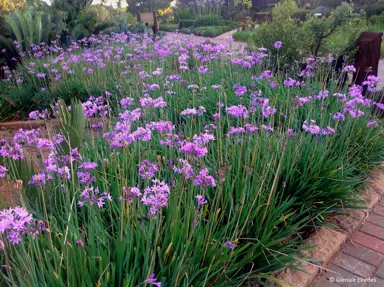 tulbaghia-dark-star-1