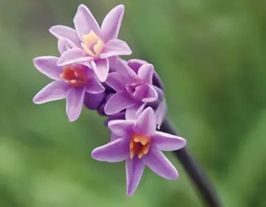 tulbaghia-dark-star-2