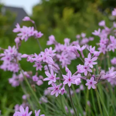 tulbaghia-dark-star-3