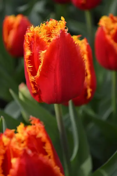 tulip-fabio-4