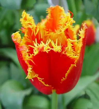 tulip-fabio-5