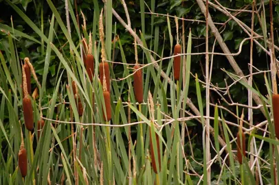 Typha orientalis (Raupo) plants with brown seed heads.