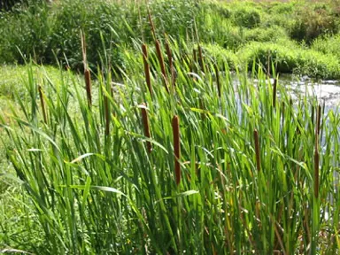 typha-orientalis-2