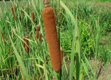 typha-orientalis-3