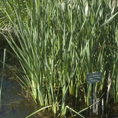 typha-orientalis-4