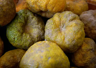 Ugli fruit with wrinkled green skin.