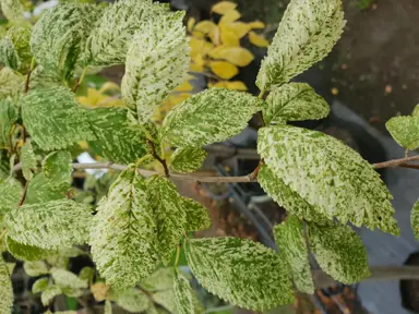 ulmus-carpinifolia-variegata-2