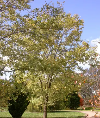 ulmus-carpinifolia-variegata-3
