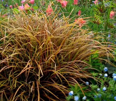 An Uncinia uncinata grass plant with brown foliage in a cottage garden.