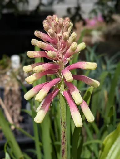 Veltheimia bracteata 'Bicolor' pink and cream-coloured flower.