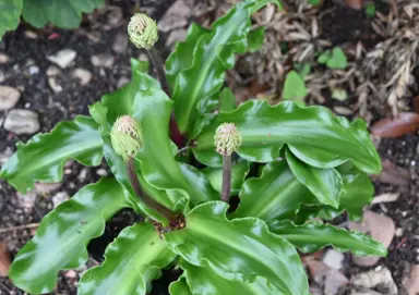 Veltheimia bracteata plant in a garden with lush, green leaves, and flower buds rising above.