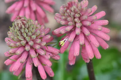 Veltheimia bracteata stunning pink flowers.