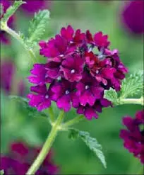Verbena 'Merci' purple flowers.