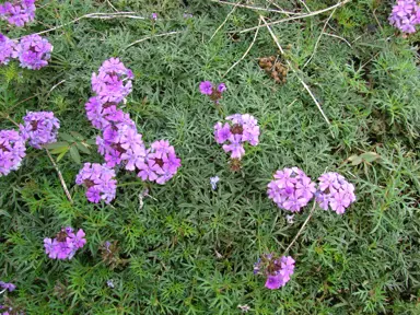 Verbena tenuisecta (Moss Verbena) plants with fine, green foliage and pink flowers.