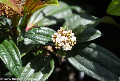 viburnum-davidii-female--1