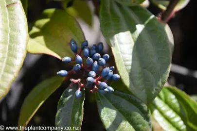 viburnum-davidii-female-