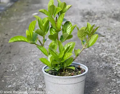 Viburnum 'Dense Fence' plant for sale at The Plant Company nursery.