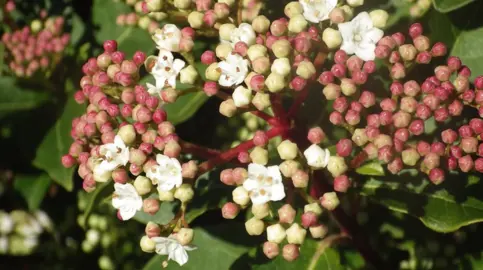 Viburnum Eve Price pink flower buds opening to reveal white flowers.